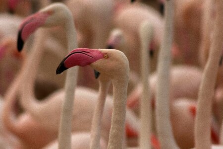 Zoo flamingos nature