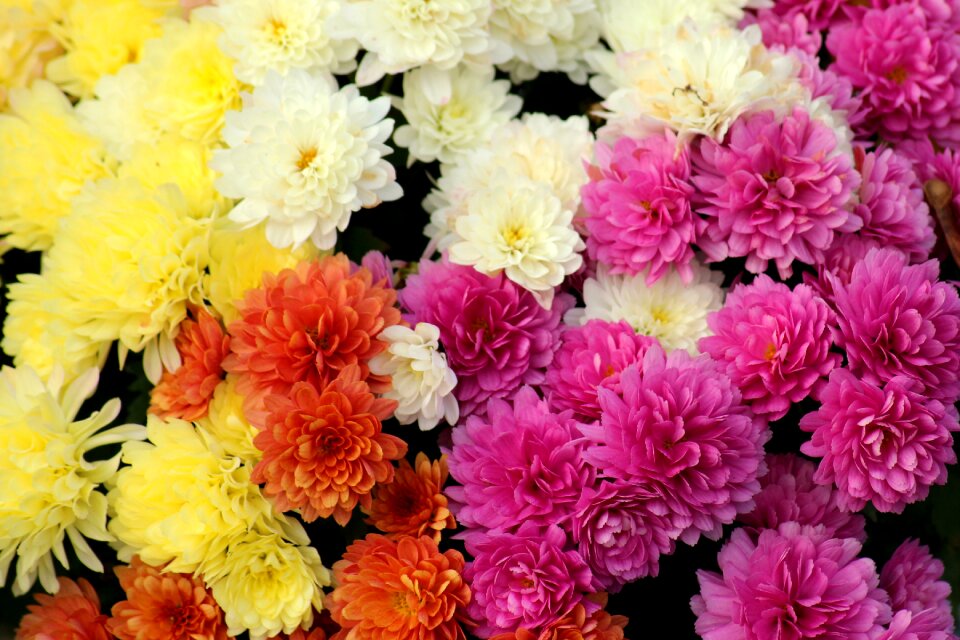 Flowering flowers nature