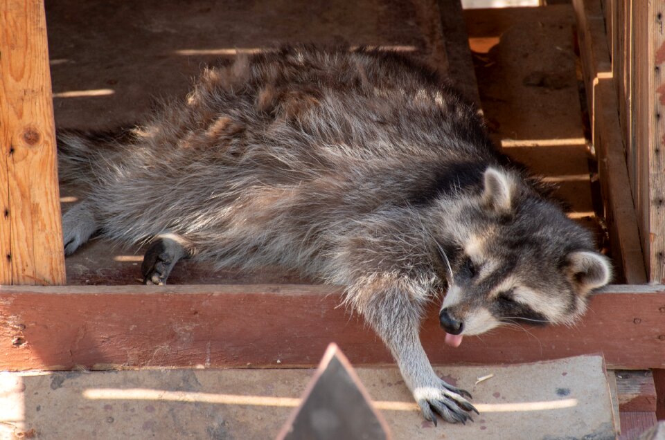 Animal funny raccoon