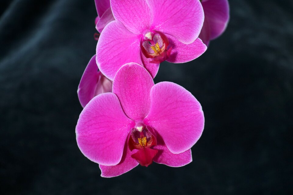 Orchid flower pink photo