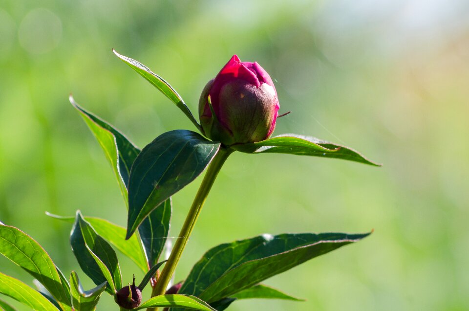 Bloom pink shrub peony
