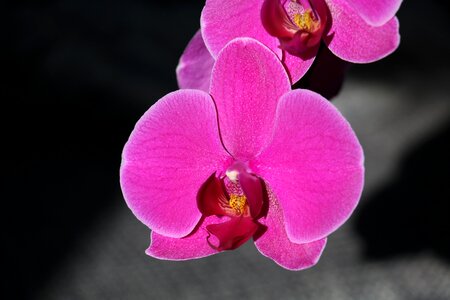 Orchid flower pink photo