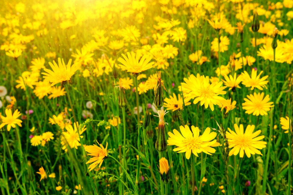Calendula officinalis composites asteraceae