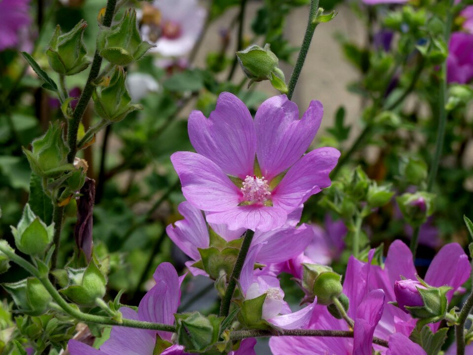 Pink mallow garden light purple