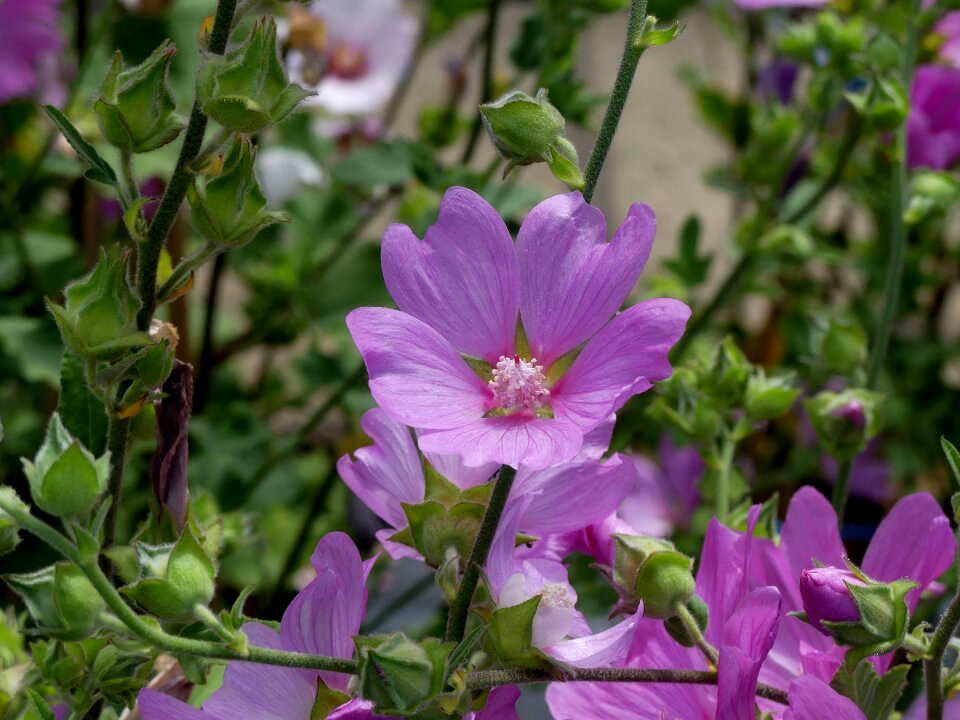 Pink mallow garden light purple photo