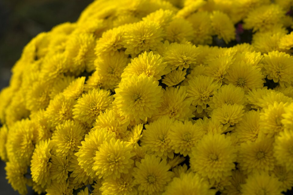 Autumn flowers flora