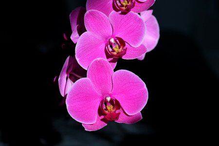 Orchid flower pink photo