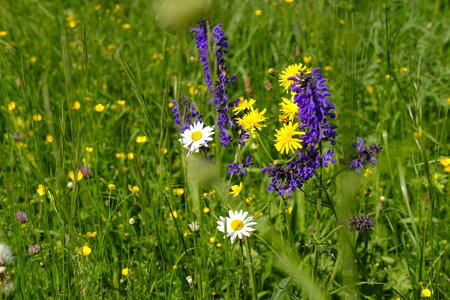 Dandelion sage wild sage
