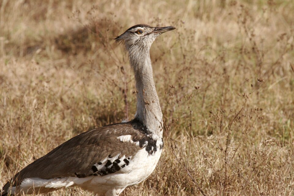 Serengeti tanzania nature