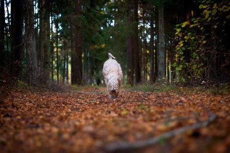 Wood nature pet