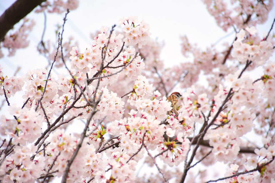 Cherry tree spring in japan pink