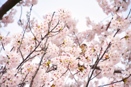 Cherry tree spring in japan pink photo