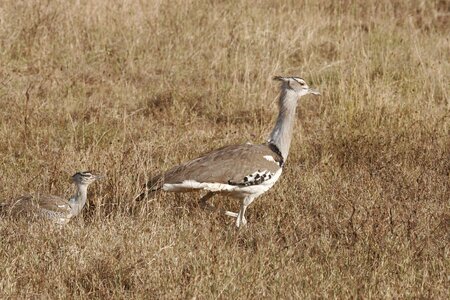 Serengeti tanzania nature
