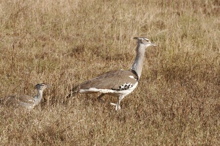 Serengeti tanzania nature photo