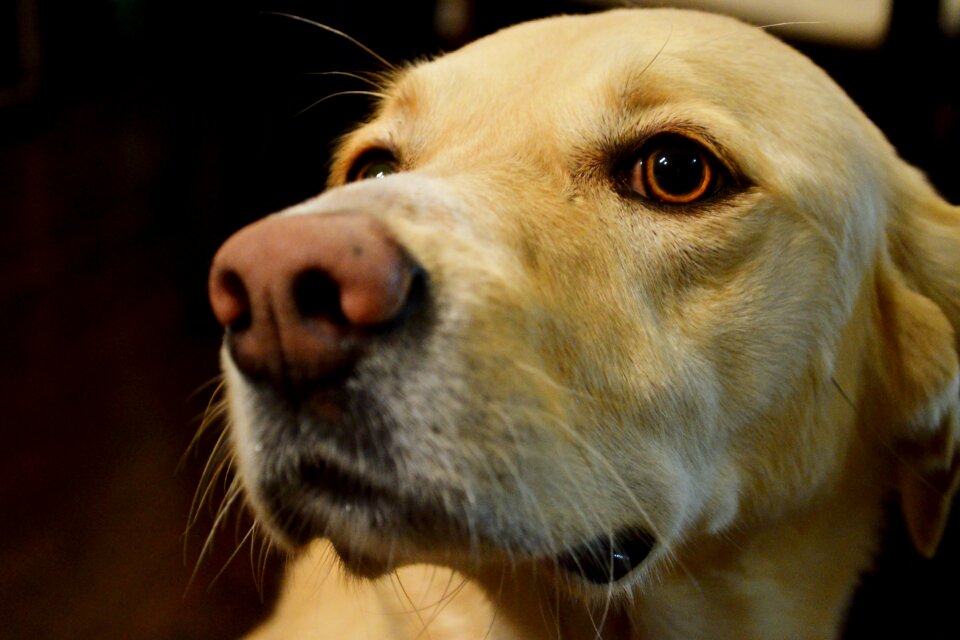 Portrait canine puppy