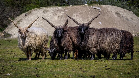 Looking at racka nemezes