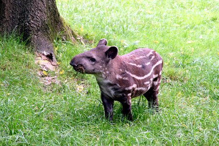 Fur fauna nose