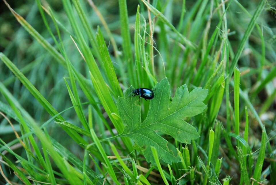 Petals greens beetle
