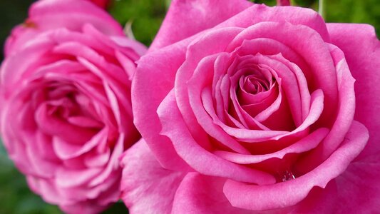 Rose bloom blossom bloom