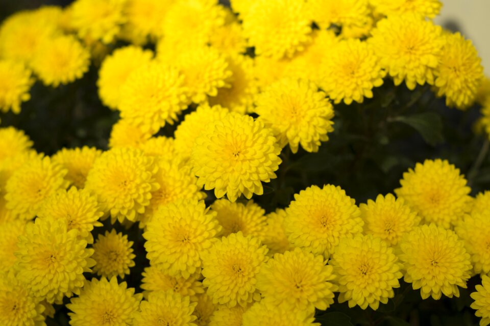 Autumn flowers flora