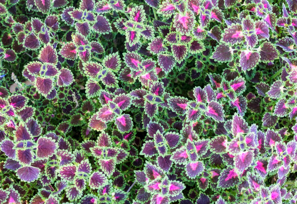 Flora garden nature