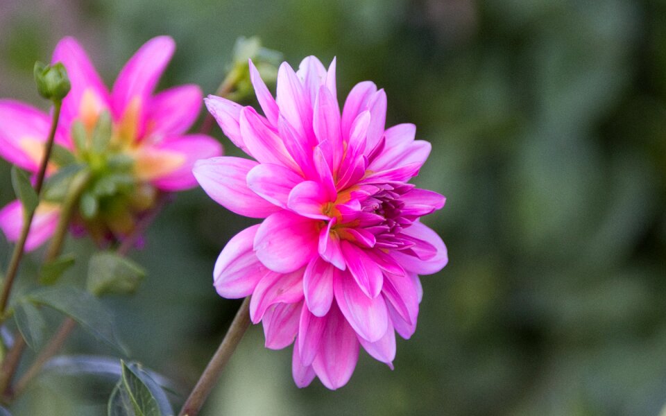 Blossom bloom close up