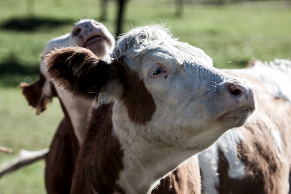 Pasture farm animal
