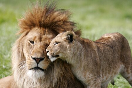 Love nature african photo