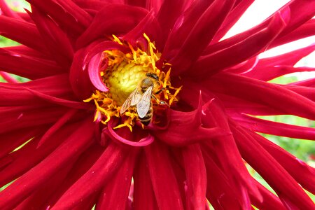 Bee pollen bug photo