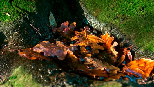 Water puddle fall leaves photo
