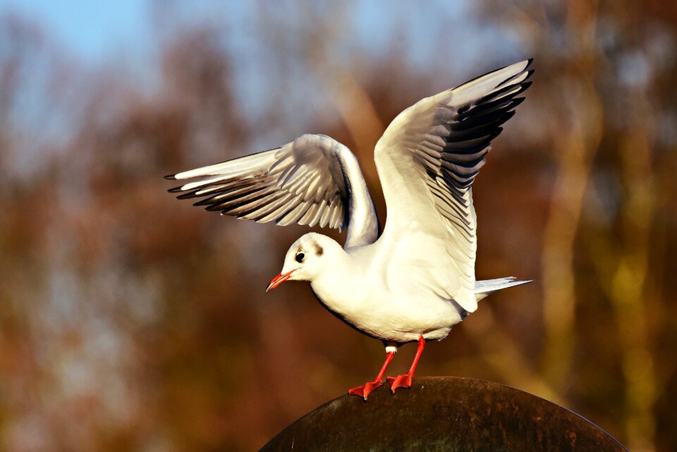 Flight landing wing photo