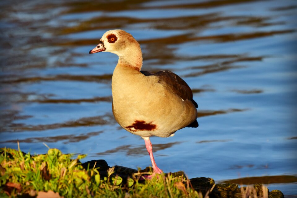 Animal standing on one leg feather
