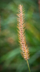Seeds nature close up
