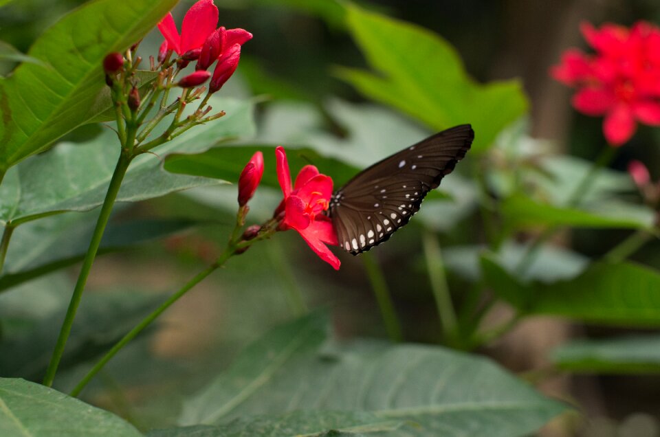 Nature red wings