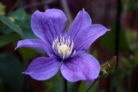 Purple flower garden photo