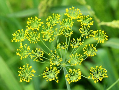 Green eating aromatic hydrocarbons photo