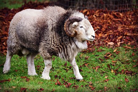Male horns wool photo