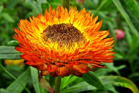 Flower garden vegetable