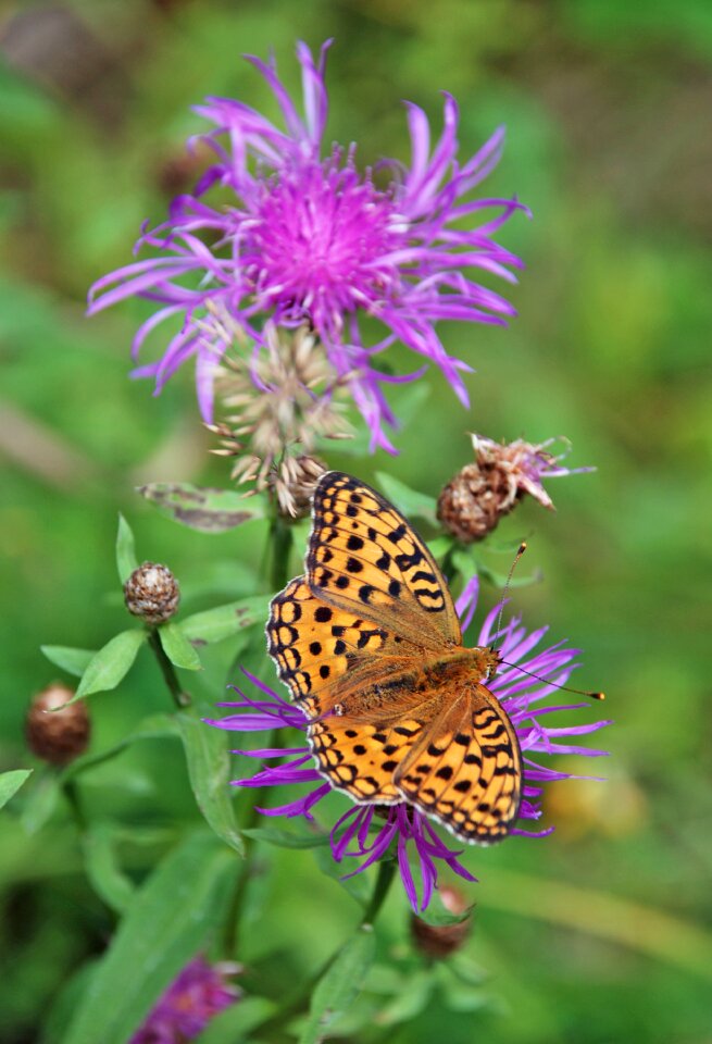 Flora fauna nature