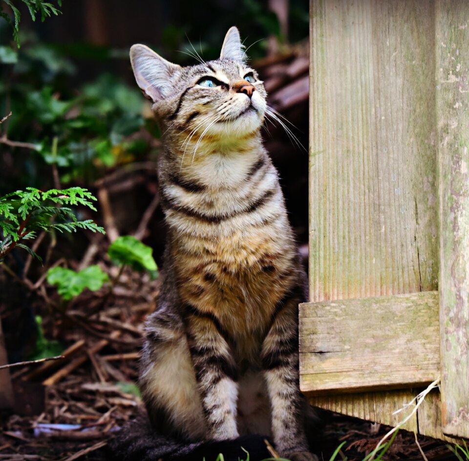 Feline domestic coat