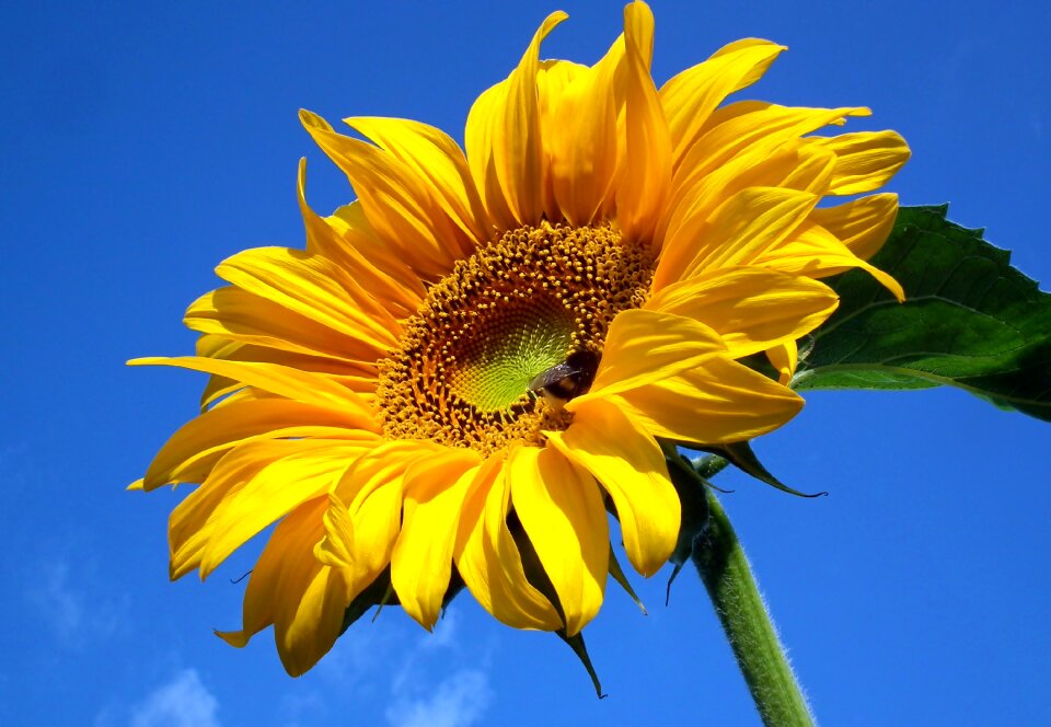 Summer nature sunny