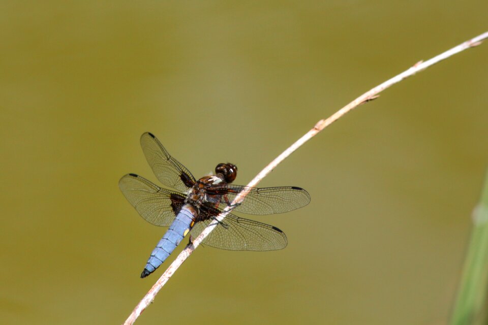 Close up flight insect blue dragonfly