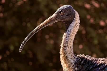 Fauna beak ibis australian