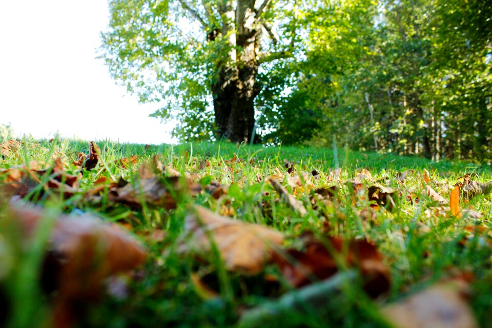 Tree background sharp