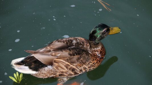 Duck lake Free photos photo