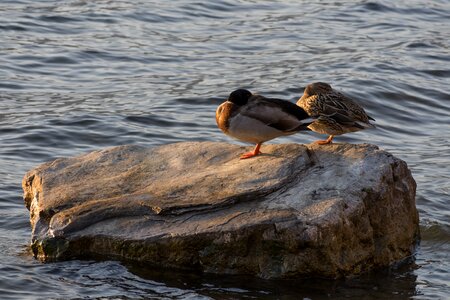 River ducks duck photo