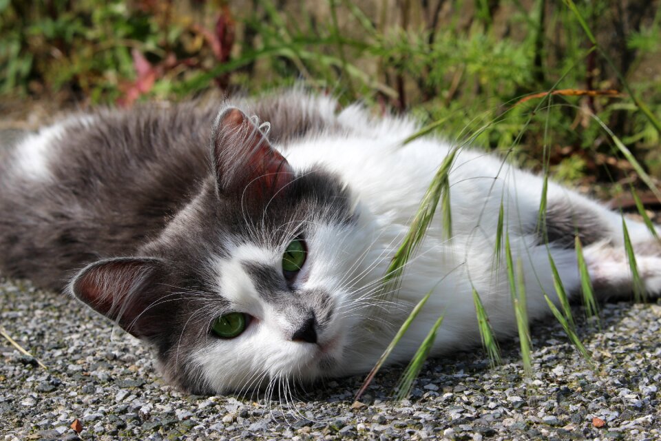 Female animal domestic