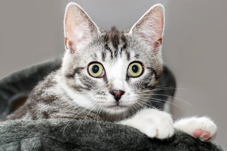 Animal kitten cat's eyes