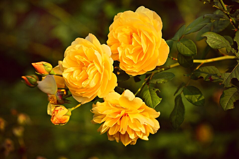 Garden bloom blossom