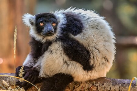 Animal primate intelligent